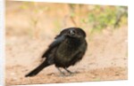 Bronzed Cowbird by Anonymous