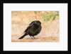 Bronzed Cowbird by Anonymous