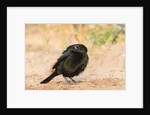 Bronzed Cowbird by Anonymous