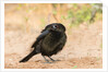Bronzed Cowbird by Anonymous