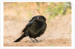 Bronzed Cowbird by Anonymous