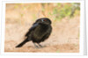 Bronzed Cowbird by Anonymous