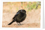 Bronzed Cowbird by Anonymous