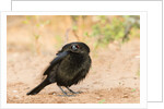 Bronzed Cowbird by Anonymous