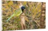 Green Jay by Anonymous