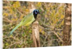 Green Jay by Anonymous
