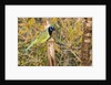 Green Jay by Anonymous