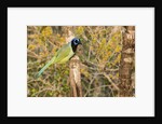 Green Jay by Anonymous