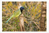 Green Jay by Anonymous
