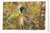 Green Jay by Anonymous