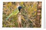 Green Jay by Anonymous