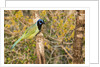 Green Jay by Anonymous