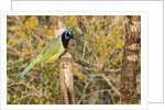 Green Jay by Anonymous