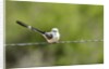 Scissor-tailed Flycatcher by Anonymous