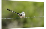 Scissor-tailed Flycatcher by Anonymous