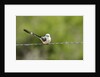 Scissor-tailed Flycatcher by Anonymous