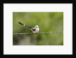 Scissor-tailed Flycatcher by Anonymous