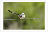 Scissor-tailed Flycatcher by Anonymous
