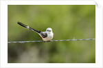 Scissor-tailed Flycatcher by Anonymous