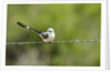 Scissor-tailed Flycatcher by Anonymous