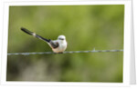Scissor-tailed Flycatcher by Anonymous