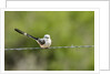 Scissor-tailed Flycatcher by Anonymous