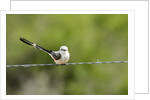 Scissor-tailed Flycatcher by Anonymous