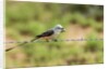 Scissor-tailed Flycatcher by Anonymous