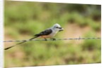 Scissor-tailed Flycatcher by Anonymous