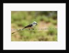 Scissor-tailed Flycatcher by Anonymous