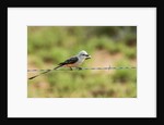 Scissor-tailed Flycatcher by Anonymous