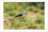 Scissor-tailed Flycatcher by Anonymous