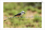 Scissor-tailed Flycatcher by Anonymous