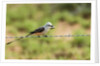 Scissor-tailed Flycatcher by Anonymous
