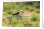Scissor-tailed Flycatcher by Anonymous