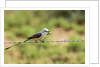 Scissor-tailed Flycatcher by Anonymous