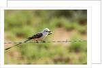 Scissor-tailed Flycatcher by Anonymous