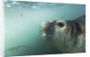 Elephant seal in Livingstone Island, Antarctica by Anonymous