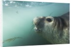Elephant seal in Livingstone Island, Antarctica by Anonymous