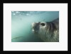 Elephant seal in Livingstone Island, Antarctica by Anonymous