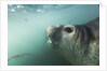 Elephant seal in Livingstone Island, Antarctica by Anonymous