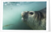 Elephant seal in Livingstone Island, Antarctica by Anonymous
