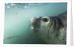 Elephant seal in Livingstone Island, Antarctica by Anonymous