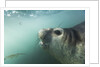 Elephant seal in Livingstone Island, Antarctica by Anonymous