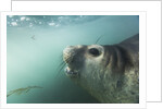 Elephant seal in Livingstone Island, Antarctica by Anonymous