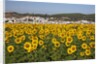 Sunflower fields near the white town of Bornos by Anonymous