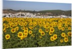 Sunflower fields near the white town of Bornos by Anonymous