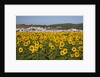 Sunflower fields near the white town of Bornos by Anonymous