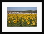 Sunflower fields near the white town of Bornos by Anonymous
