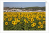 Sunflower fields near the white town of Bornos by Anonymous